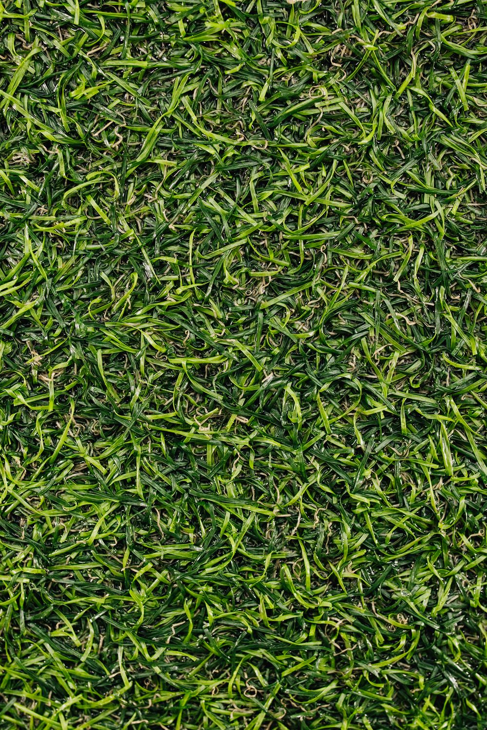 Close-up of a lawn inside the Garden Rescue scanner