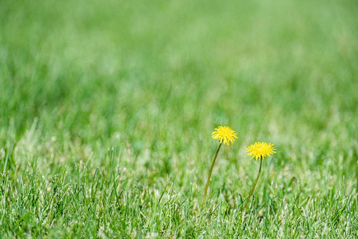 Two dandelions flowering in a lawn