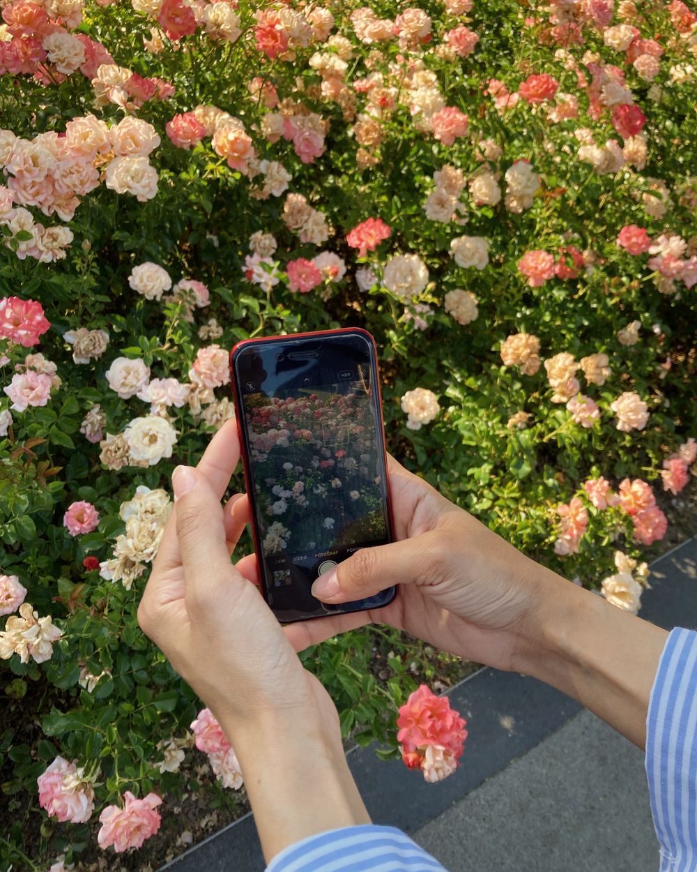 Hands holding a phone up to a bush of pink and cream roses